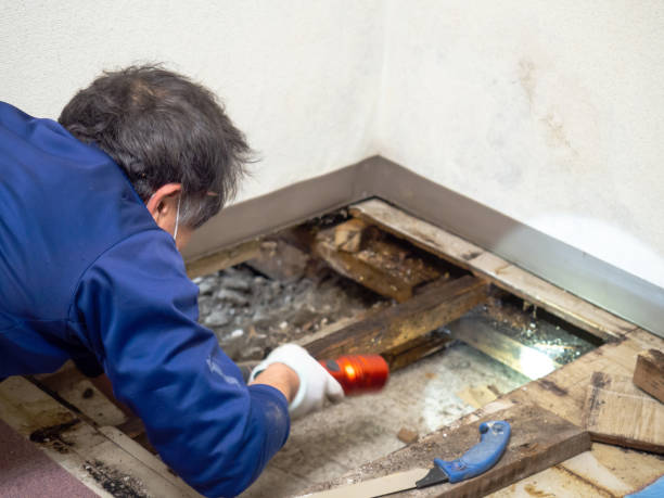Best Mold Cleaning Services  in Carbon Cliff, IL