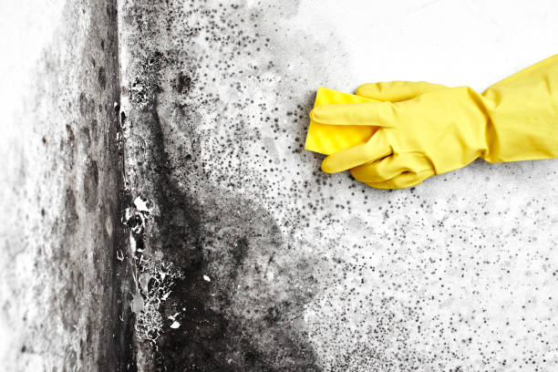 Best Toxic Mold Removal  in Carbon Cliff, IL