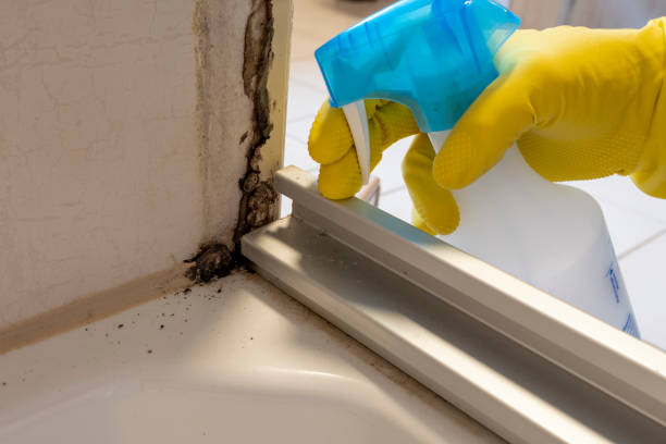 Mold Testing and Removal in Carbon Cliff, IL