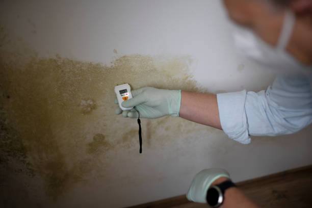 Professional Mold Removal in Carbon Cliff, IL