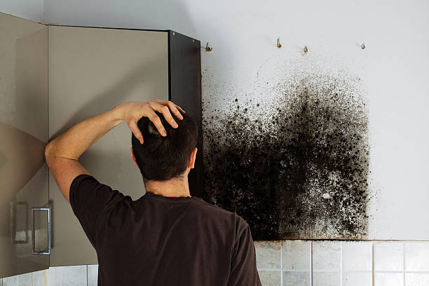 Best Professional Mold Removal  in Carbon Cliff, IL