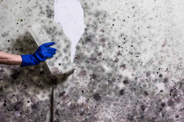 Mold Removal Process in Carbon Cliff, IL