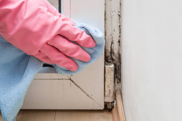 Best Mold Testing  in Carbon Cliff, IL